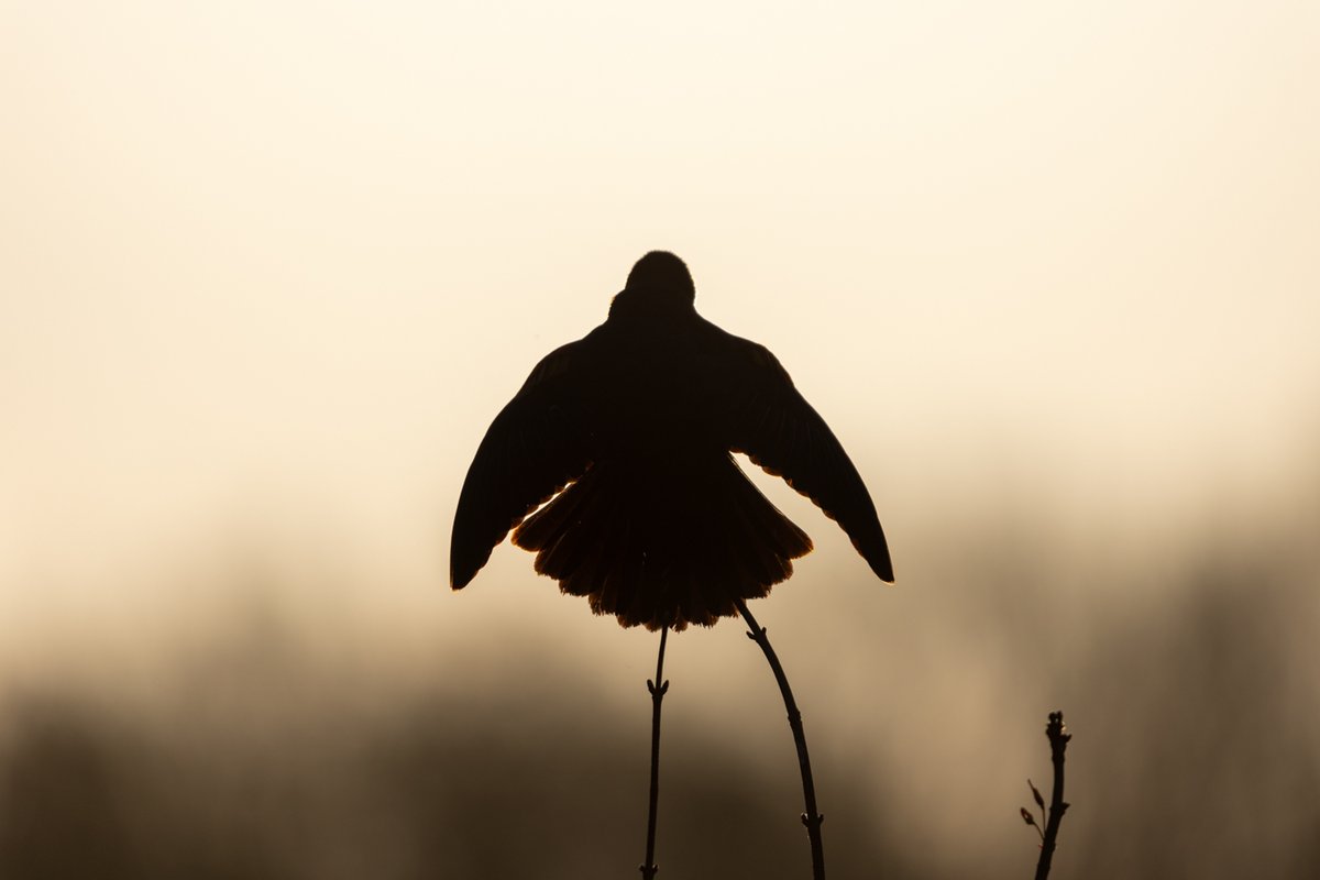 Bird silhouette on a branch at dusk